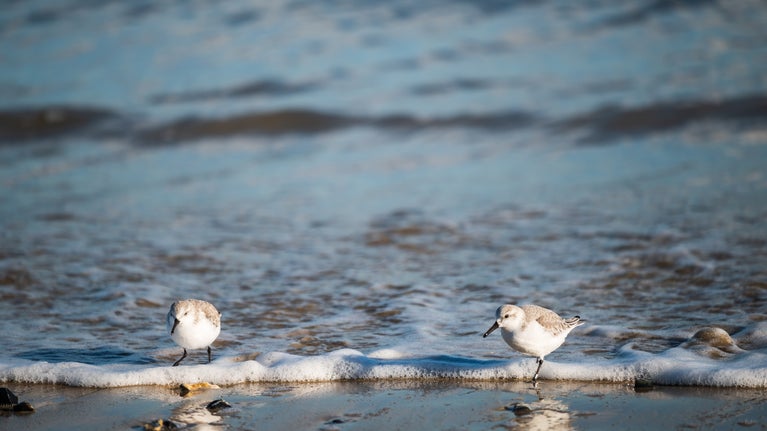 Two sanderlings looking for food in the surf on a beach